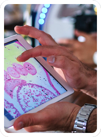Scientist using a tablet to review a cell image in junction with companion diagnostic development.